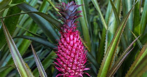 PinkPineapple